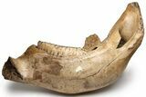 Woolly Mammoth Jaw with M Molar - Germany #235234-1